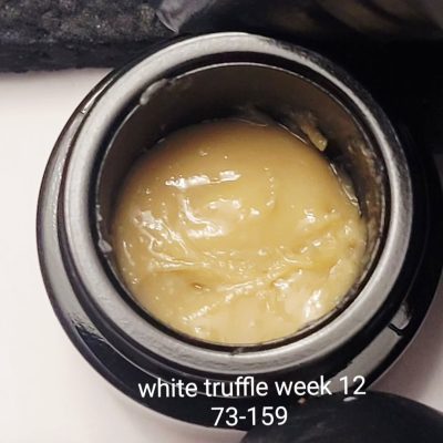 White Truffle 12 weeks